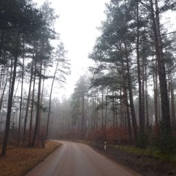 Puszcza Notecka, tragiczny pożar, plaga motyli, grzybiarski raj i tajemnicze osady w środku lasu