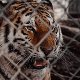 Coś innego, czyli dziś będzie o tygrysach