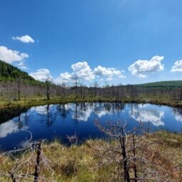 Na torfowisku Mohos panuje cisza